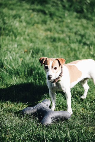 Hundlegetøj Hundeben