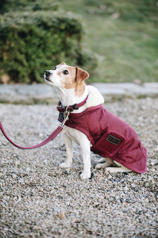 Original Dog Blanket 160g