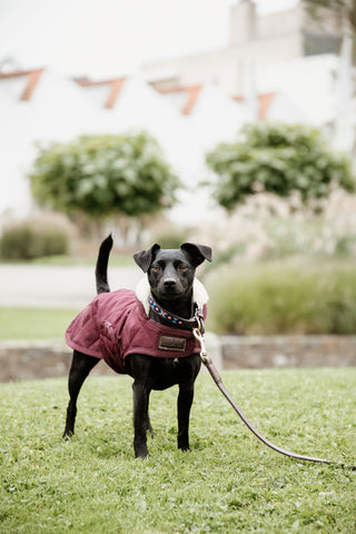 Original Dog Coat 160g