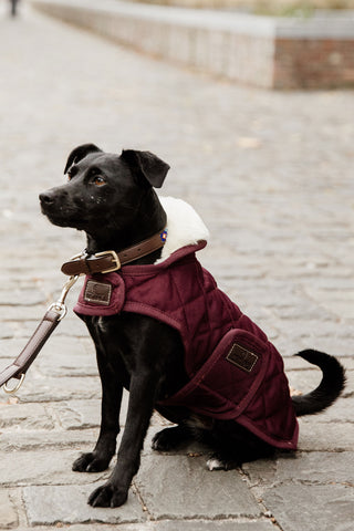 Original Dog Coat 160g