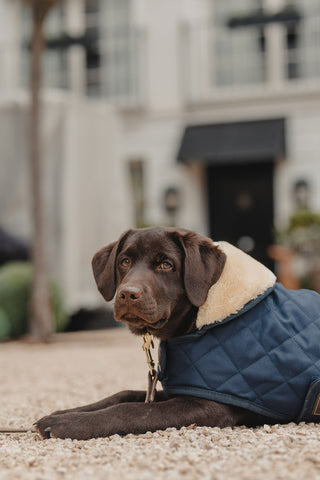 Original Dog Coat 160g