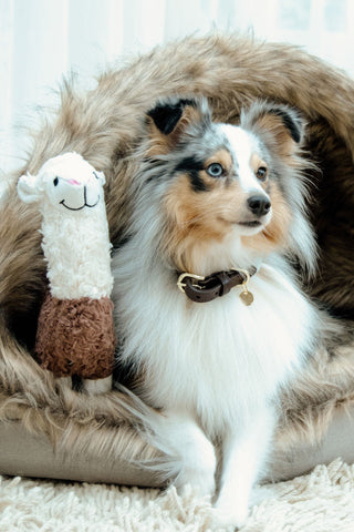 Alpaca Alfredo Hundelegetøj