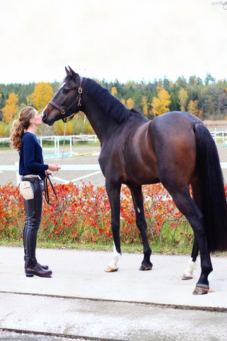 TIB Horse Chaps
