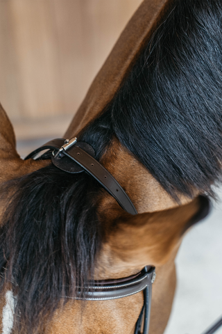 Training Bridle